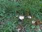 Korai porhanyósgomba (Psathyrella spadiceogrisea), Budai-hegység